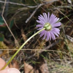 Brachyscome spathulata at Gourock National Park - 27 Mar 2024