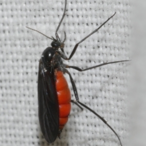 Sciaridae sp. (family) at Freshwater Creek, VIC - 11 Feb 2024 11:22 PM