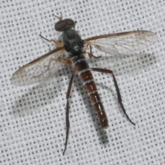 Unidentified Stiletto fly (Therevidae) at Freshwater Creek, VIC - 11 Feb 2024 by WendyEM