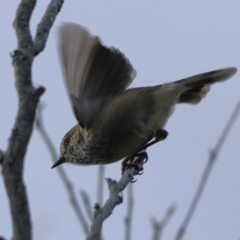 Acanthiza pusilla (Brown Thornbill) at Shoal Bay, NSW - 31 Mar 2024 by Trevor
