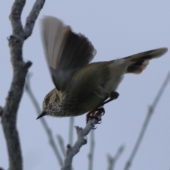 Acanthiza pusilla (Brown Thornbill) at Tomaree National Park - 31 Mar 2024 by MichaelWenke