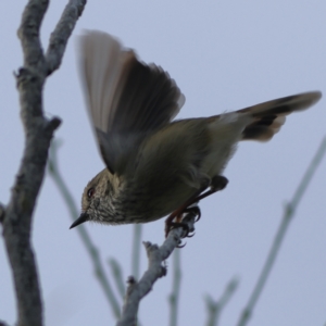 Acanthiza pusilla (Brown Thornbill) at Tomaree National Park by Trevor