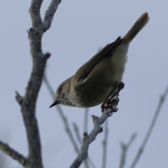 Acanthiza pusilla at Tomaree National Park - 31 Mar 2024 04:41 PM