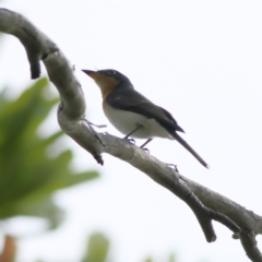 Myiagra cyanoleuca (Satin Flycatcher) at Tomaree National Park - 31 Mar 2024 by MichaelWenke