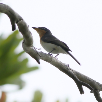 Myiagra cyanoleuca (Satin Flycatcher) at Shoal Bay, NSW - 31 Mar 2024 by Trevor