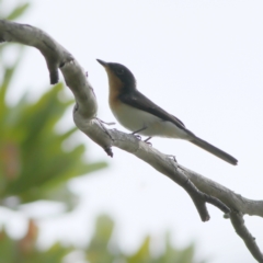 Myiagra cyanoleuca at Tomaree National Park - 31 Mar 2024 03:50 PM