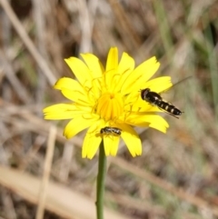 Apiformes (informal group) at Gourock National Park - 27 Mar 2024 12:52 PM