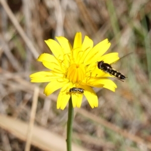 Apiformes (informal group) at Gourock National Park - 27 Mar 2024 12:52 PM