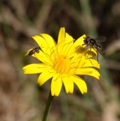 Apiformes (informal group) at Gourock National Park - 27 Mar 2024 12:52 PM