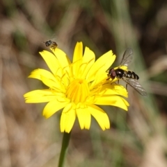 Apiformes (informal group) at Gourock National Park - 27 Mar 2024 12:52 PM