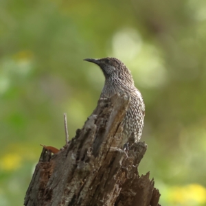 Anthochaera chrysoptera at Tomaree National Park - 31 Mar 2024