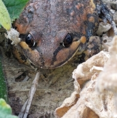 Limnodynastes interioris (Giant Banjo Frog) at Albury - 1 Apr 2024 by RobCook