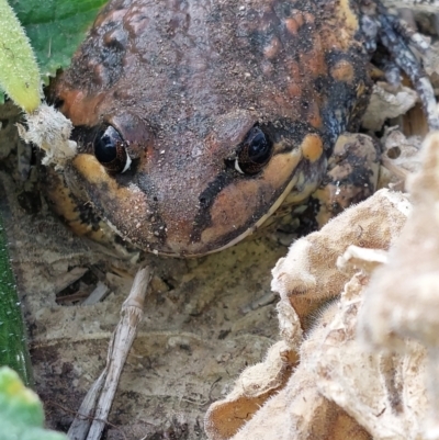 Limnodynastes dumerilii at Albury - 1 Apr 2024 by RobCook