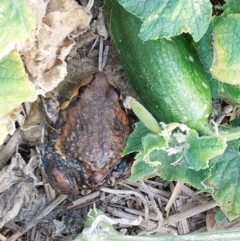 Limnodynastes interioris at Albury - 1 Apr 2024