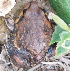 Limnodynastes interioris at Albury - 1 Apr 2024