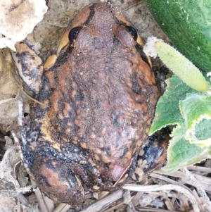 Limnodynastes interioris at Albury - 1 Apr 2024