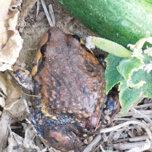 Limnodynastes interioris at Albury - 1 Apr 2024