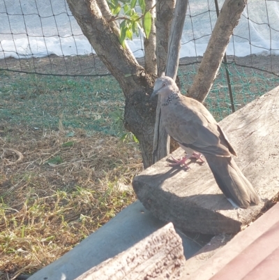 Spilopelia chinensis (Spotted Dove) at Albury - 31 Mar 2024 by RobCook