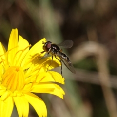 Melangyna sp. (genus) (Hover Fly) at Gourock National Park - 27 Mar 2024 by RobG1