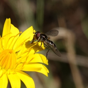 Melangyna sp. (genus) at Gourock National Park - 27 Mar 2024