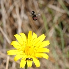 Melangyna sp. (genus) at Gourock National Park - 27 Mar 2024