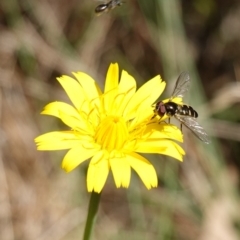 Melangyna sp. (genus) at Gourock National Park - 27 Mar 2024