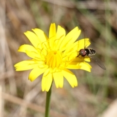 Melangyna sp. (genus) at Gourock National Park - 27 Mar 2024