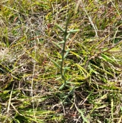 Discaria pubescens (Australian Anchor Plant) at Mount Clear, ACT - 31 Mar 2024 by VanceLawrence