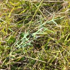 Discaria pubescens at Namadgi National Park - 31 Mar 2024