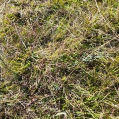 Discaria pubescens at Namadgi National Park - 31 Mar 2024