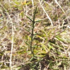 Discaria pubescens at Namadgi National Park - 31 Mar 2024 04:20 PM