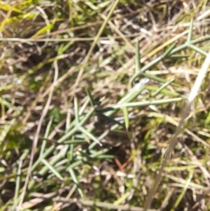 Discaria pubescens at Namadgi National Park - 31 Mar 2024 04:20 PM