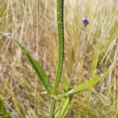 Verbena incompta (Purpletop) at Rendezvous Creek, ACT - 31 Mar 2024 by VanceLawrence