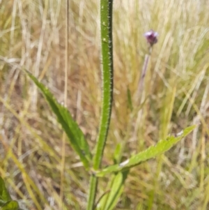 Verbena incompta at Namadgi National Park - 31 Mar 2024 12:23 PM