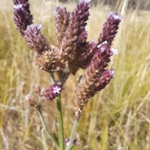 Verbena incompta at Namadgi National Park - 31 Mar 2024 12:23 PM