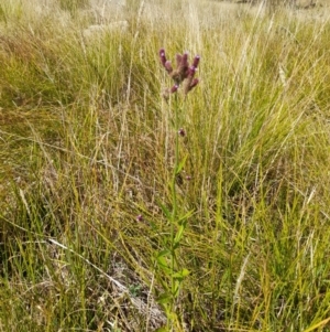 Verbena incompta at Namadgi National Park - 31 Mar 2024 12:23 PM