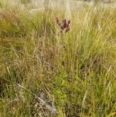 Verbena incompta at Namadgi National Park - 31 Mar 2024