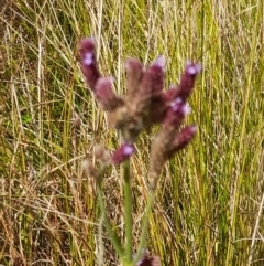 Verbena incompta at Namadgi National Park - 31 Mar 2024 12:23 PM