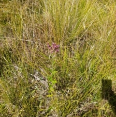 Verbena incompta at Namadgi National Park - 31 Mar 2024 12:23 PM