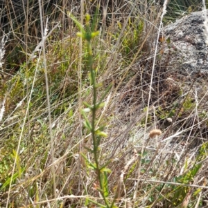 Discaria pubescens at Namadgi National Park - 31 Mar 2024