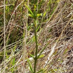 Discaria pubescens at Namadgi National Park - 31 Mar 2024 12:14 PM