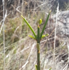 Discaria pubescens at Namadgi National Park - 31 Mar 2024 12:14 PM