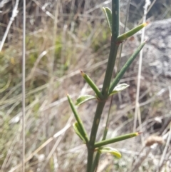 Discaria pubescens at Namadgi National Park - 31 Mar 2024