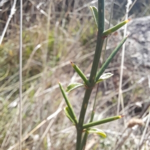 Discaria pubescens at Namadgi National Park - 31 Mar 2024 12:14 PM