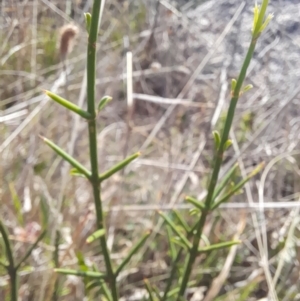 Discaria pubescens at Namadgi National Park - 31 Mar 2024