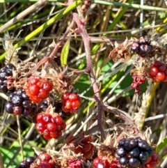 Rubus anglocandicans (Blackberry) at Rendezvous Creek, ACT - 31 Mar 2024 by VanceLawrence