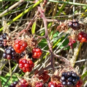 Rubus anglocandicans at Namadgi National Park - 31 Mar 2024