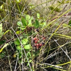 Rubus anglocandicans at Namadgi National Park - 31 Mar 2024