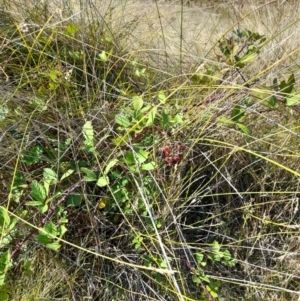 Rubus anglocandicans at Namadgi National Park - 31 Mar 2024