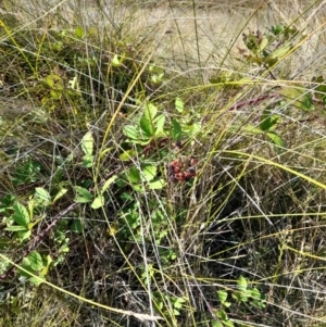 Rubus anglocandicans at Namadgi National Park - 31 Mar 2024